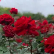 みーたろ。の画像