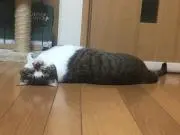 ぱっちゃんの画像