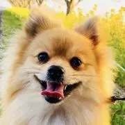 らむすたの画像
