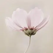 ヒロリン