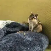 でででの画像