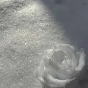 にけの画像