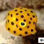 kocchanの画像