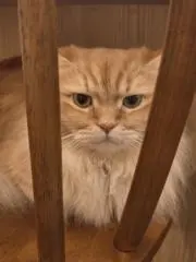 さく*即購入ok&基本当日発送の画像
