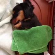 たか
