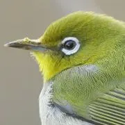 メジロ