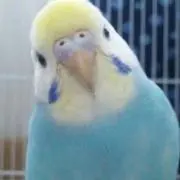 インコの画像
