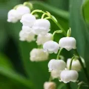 すずらん