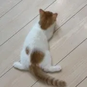 ねこねこの画像