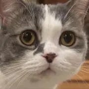 えんどうまめの画像