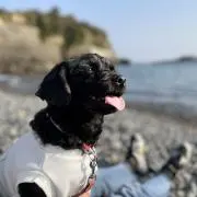 リンゴの画像