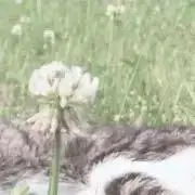 ぴぴぴの画像