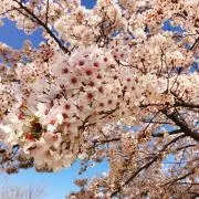 ネコスズメの画像