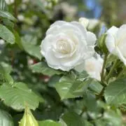 ぴーなっつの画像