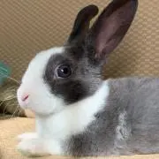 ポン