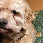 pppoの画像