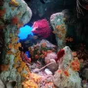 Nの画像