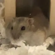 おもちもちの画像