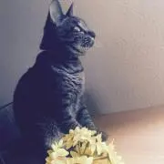 ぱるたの画像
