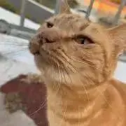 まるの画像