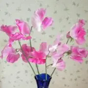 sakurahime