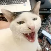 ぽぴすの画像