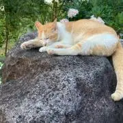 むちまるの画像