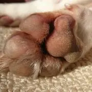 毒芹(プロフ下の方注意)