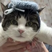 つきちゃんの画像