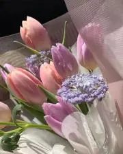 きょの画像
