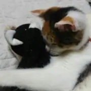 Piyoプロフ確認お願いいたします