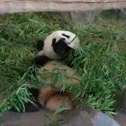 たまるの画像