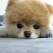 茶々527⭐️説明文、プロフご確認下さいの画像