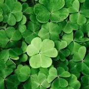 cloverの画像