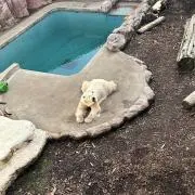 ザンギエフ