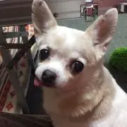 ルーディーの画像
