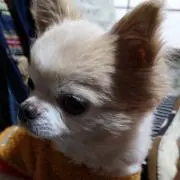 まだおの画像