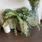 MKNUの画像