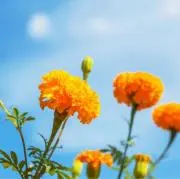 あゆみ☆即購入大歓迎☆の画像