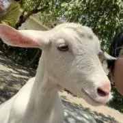 921の画像