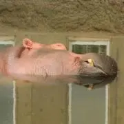 かばせの画像