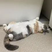 ミルの画像