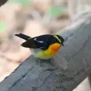 はんざきの画像