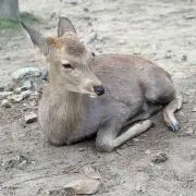 かずやん