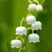 ゆきの画像