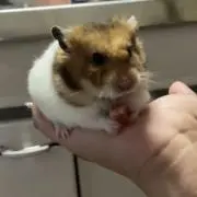 モン太の画像