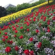 ma☆の画像