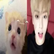 냥の画像