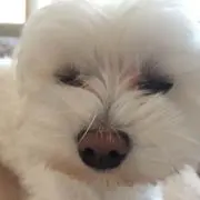 わんわん