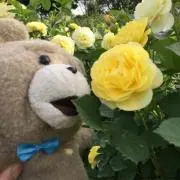 サヤの画像